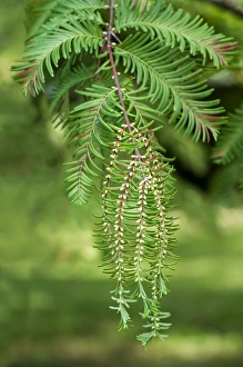 Male cones of the Dawn Redwood -Metasequoia glyptostroboides-, Geneva, Canton of Geneva, Switzerland Images Dated 24th September 2011: Male cones of the Dawn Redwood -Metasequoia glyptostroboides-, Geneva, Canton of Geneva, Switzerland