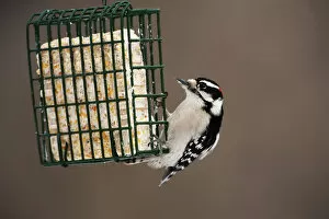 Woodpecker Gallery: Male downy woodpecker at suet feeder