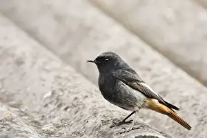 Muscicapidae Prints: Male European Black Redstart (Phoenicurus ochruros gibraltariensis)