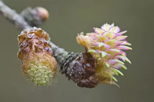 Images Dated 19th March 2011: Male and female flowers of the Larch -Larix decidua-