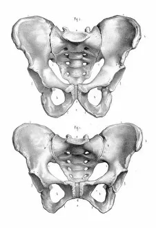 Images Dated 10th July 2016: Male and Female pelvis engraving 1896