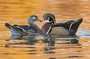 Images Dated 13th October 2013: male and female wood ducks in autumn