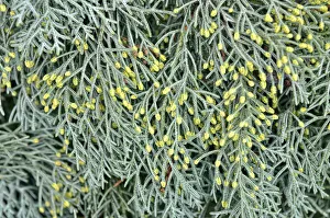 Images Dated 27th October 2012: Male flowers of a Cypress -Cypressus sp.-, Canton of Tessin, Switzerland