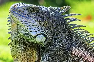 Images Dated 17th June 2016: male green iguana iguana Iguana