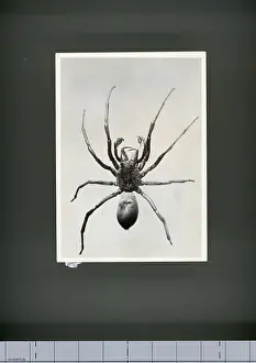 Crawling Prints: Male Jumping Spider