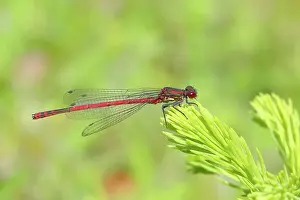 Prints of animals, auf, biotope, biotopes, boggy, bough, branch, branches, countryside, damselflies, deserted, europe's, fauna, federal state of north rhine-westphalia, flora, flying insect, flying insects Friedhelm Adam Nature Photography Prints: Male large red damselfly (Pyrrhosoma nymphula) sitting on spruce branch