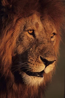 Male lion (Panthera leo), close-up, Masai Mara National Reserve, Kenya