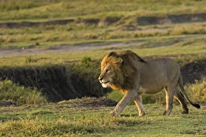 Images Dated 9th February 2017: Male lion (Panthera Leo) walking in Ngorongoro Conservation Area, Tanzania