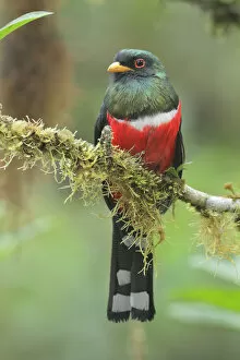 Images Dated 14th June 2015: Male Masked Trogon