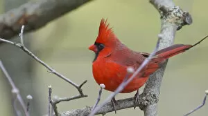 Images Dated 19th January 2017: Male Northern Cardinal (Cardinalis cardinalis)