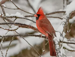 Perching Collection: Male Northern Cardinal perched in snow