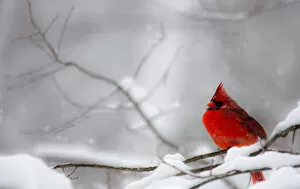 Images Dated 15th February 2010: Male Northern Cardinal on tree branch in snow