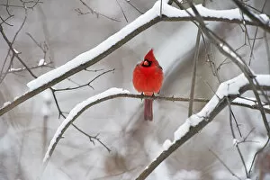 Images Dated 8th February 2016: Male northern cardinal in winter