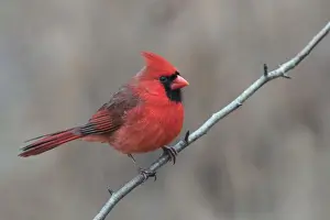 Close Up Prints: Male Northern Cardinal in winter (Cardinals cardinals), Kentucky, USA