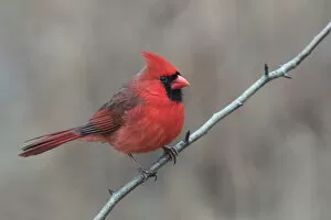 Beautiful Bird Species Gallery: Northern Cardinal Bird (Cardinalis cardinalis) Collection