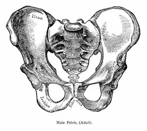 Images Dated 1st February 2018: Male Pelvis