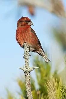 Prints of birds, songbirds, winter finches, boreal birds, red crossbill, Johann Schumacher, 159227262 Johann Schumacher Photography Prints: Male red crossbill