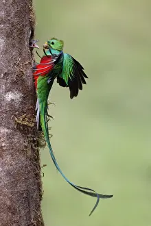 Male Resplendent Quetzal bringing aguacatillo food to nest