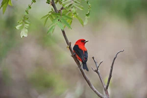 Images Dated 17th May 2016: Male scarlet tanager in spring migration