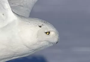 Images Dated 14th February 2019: male snowy owl taking off to hunt in a Canadian winter
