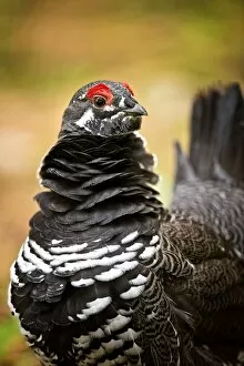 Images Dated 5th October 2012: Male Spruce Grouse