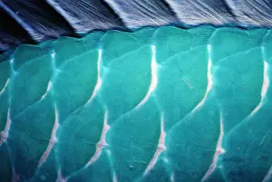 Male Steephead parrotfish (Chlorurus microrhinos) skin, detail