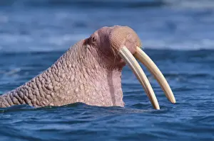 Tusk Prints: Male Walrus (Odobenus rosmarus) in water, Cape Pierce NWR, Alaska