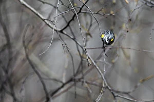 Images Dated 14th April 2017: Male yellow-Romped warbler in spring