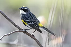 Images Dated 28th April 2017: Male yellow-rumped warbler in spring migration