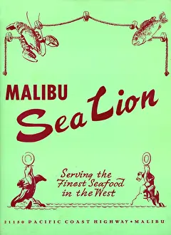 1952 Prints: Malibu Sea Lion