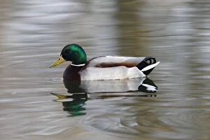 Images Dated 17th March 2012: Mallard -Anas platyrhynchos-, drake in breeding plumage, swimming in a pond, Germany, Europe