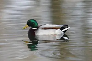 Friedhelm Adam Nature Photography Prints: Mallard -Anas platyrhynchos-, drake in breeding plumage