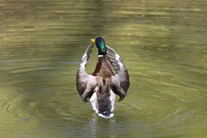 Mallard Prints: Mallard (Anas platyrhynchos), drake flapping its wings, Bavaria, Germany, Europe