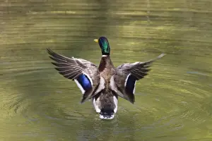 Mallard Prints: Mallard (Anas platyrhynchos), drake flapping its wings, Bavaria, Germany, Europe