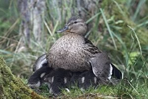 Mallard -Anas platyrhynchos-, female, protecting its ducklings, Lake Muritz area