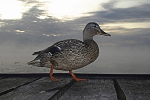 Images Dated 23rd June 2012: Mallard -Anas platyrhynchos-, female, Baden-Wuerttemberg, Germany, Europe