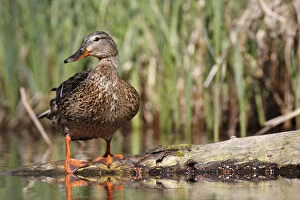 Images Dated 1st May 2012: Mallard -Anas platyrhynchos- female in its habitat, Lake Muritz area