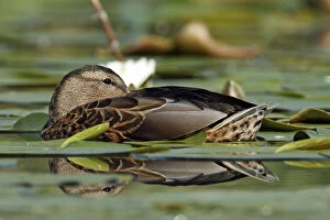 Mallard -Anas platyrhynchos-, resting in a bed of water lilies, with reflection, Leppinsee lake
