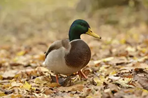 Autumn Leaf Prints: Mallard -Anas platyrhynchos- standing on autumn leaves, Leipzig, Saxony, Germany
