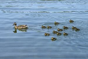 Images Dated 12th July 2013: Mallard -Anas platyrhynchos- swimming with ducklings, Lake Lucerne, Luzern, Canton of Lucerne