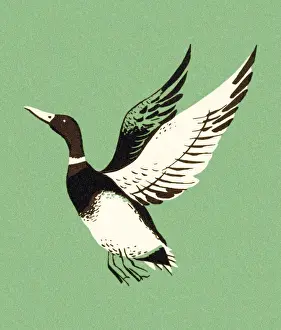 Mallard Duck Flying