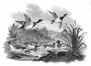 Images Dated 31st May 2015: Mallard Ducks engraving 1812