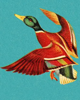 Illustration And Paintin Prints: Mallard in Flight