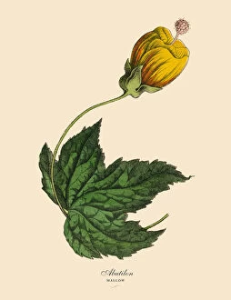 Mallow, Abutilon Plant, Victorian Botanical Illustration