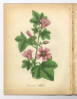 Images Dated 7th July 2015: Mallow Victorian Botanical Illustration