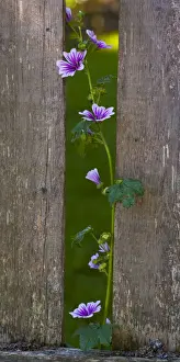 Mallow Prints: Mallow Zebrina -Malva sylvestris Zebrina - growing next to picket fence