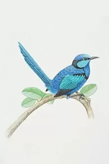 Feathers Collection: Malurus splendens, Splendid Fairy Wren perched on a tree branch