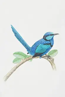 Profile View Prints: Malurus splendens, Splendid Fairy Wren perched on a tree branch