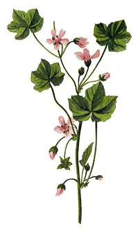 Malva neglecta, common mallow