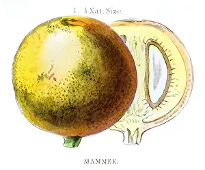 Bookplate Prints: Mammee apple african fruit engraving 1857